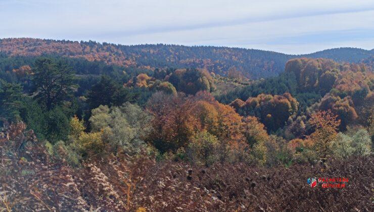 Bin Metrede Renk Cümbüşü: Pazaryeri Bozcaarmut’da Sonbahar Büyüsü