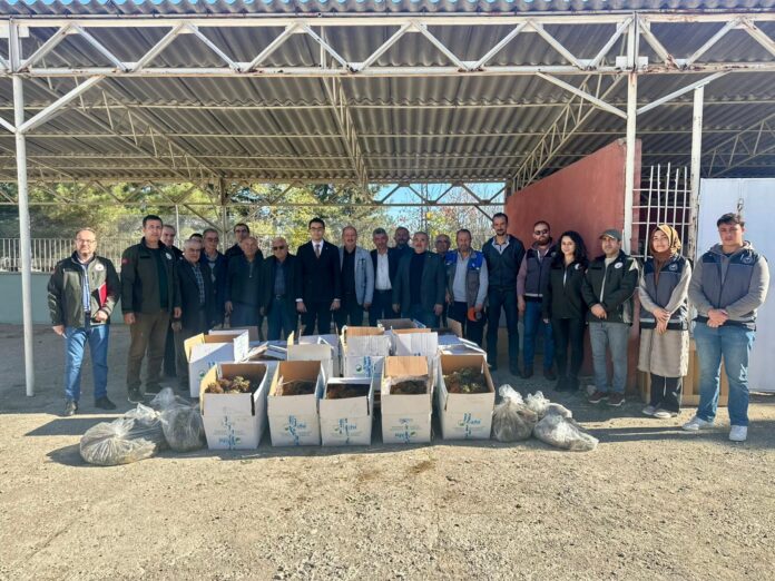 Pazaryeri’nde  Çilek Üretimi İçin Büyük Adım: 42 Bin Fide Çiftçilere Dağıtıldı