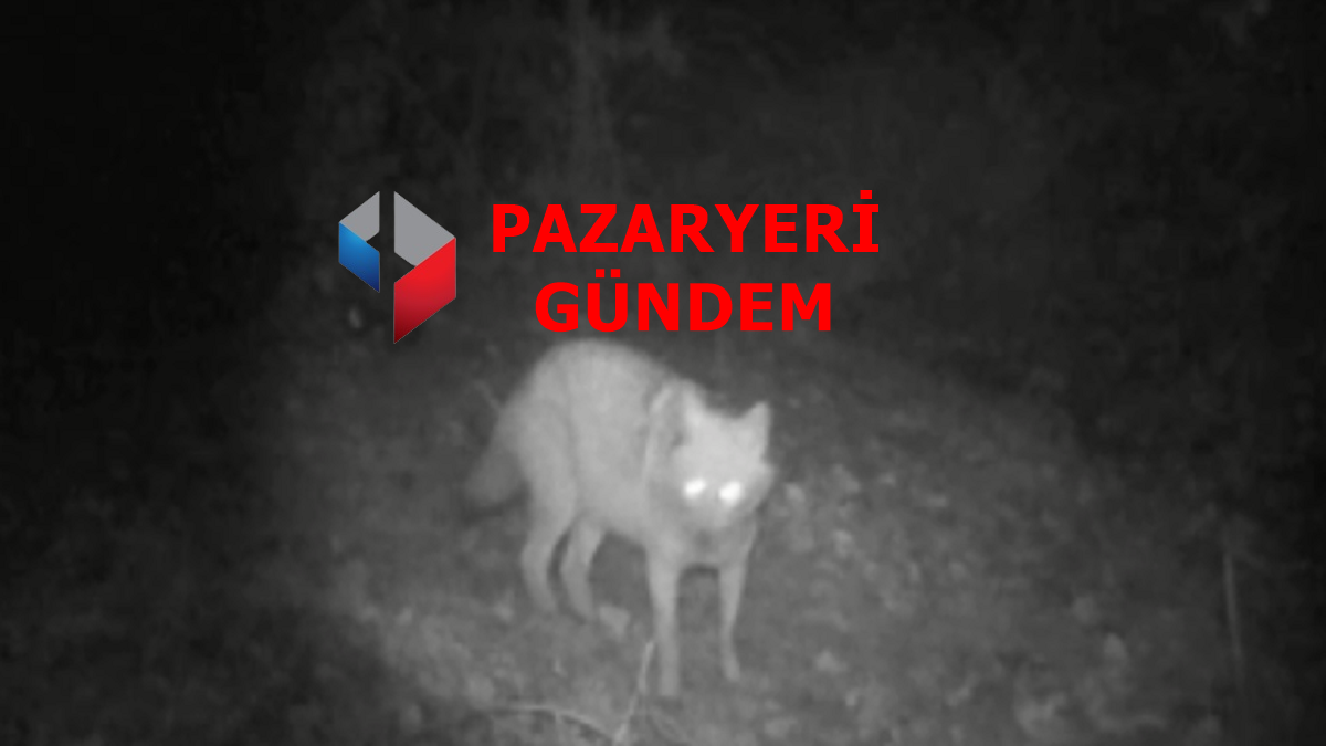 Bilecik Pazaryeri Kırsalında Doğanın Sessiz Tanıkları Kamerada: Kurt ve Çakal Aynı Fotokapanda!